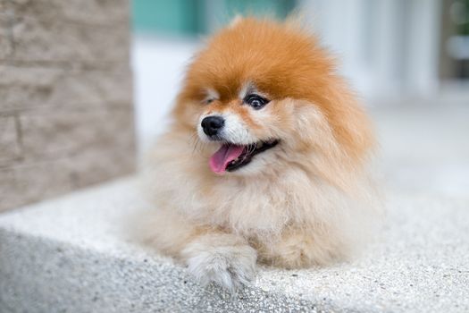 Pomeranian Dog Portrait
