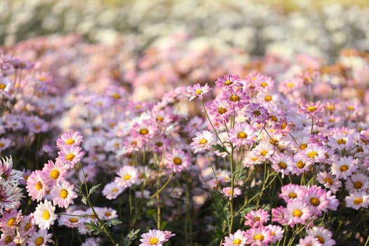 Pink Chrysanthemum flower getting dry under morning sunlight at flower field