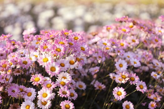 Pink Chrysanthemum flower getting dry under morning sunlight at flower field
