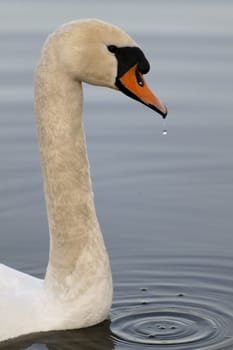 Swan in sundown - Cygnini