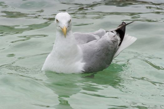 Seagul at the island of Texel