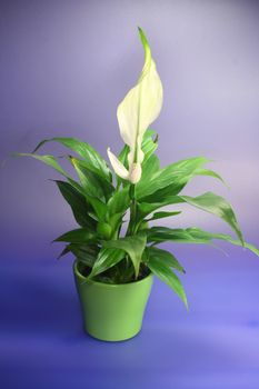 SPATHIPHYLLUM FLORIBUNDUM plant on blue