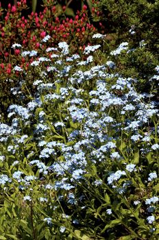 forget-me-not flower