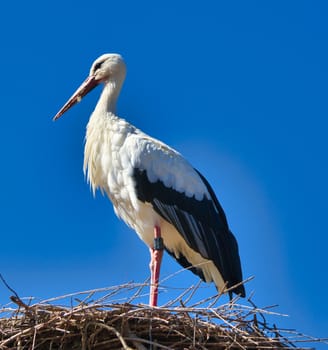 white stork in front of blue sky on nest