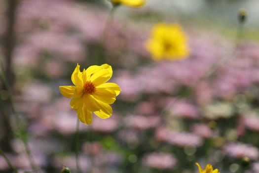 Yellow delicate cosmos flower blowing by wind at the field