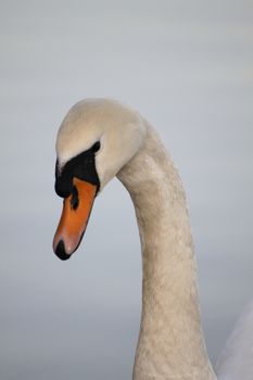 Swan in sundown - Cygnini