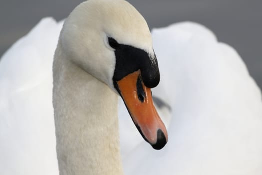 Swan in sundown - Cygnini