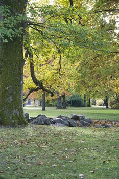 tree in a forrest with green gras in front