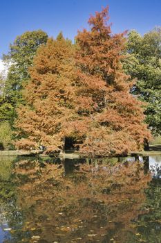 a brown golden tree in the indian summer with blue sky