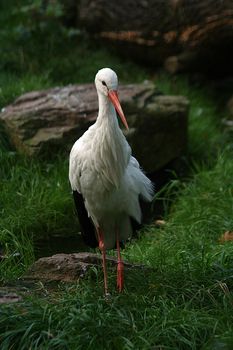 Ciconia ciconia 
 - Storch - Stork - ciconia