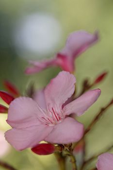 Oleander