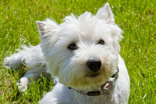 West Highland White Terrier