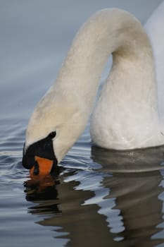 Swan in sundown - Cygnini