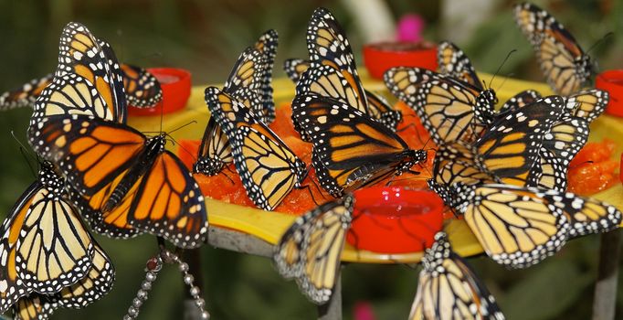 butterfly in nature - Monarch - Danaus plexippus