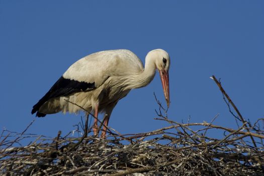 Ciconia ciconia 
White Stork