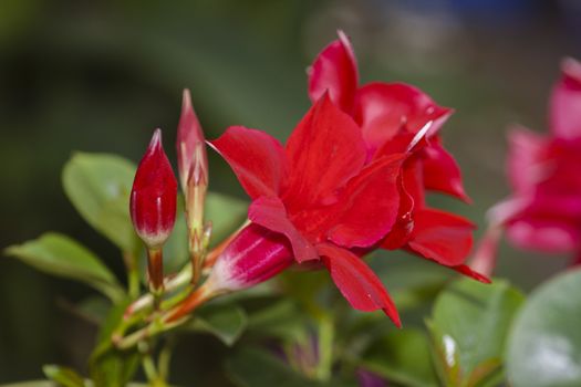 red petunia blossom - close up