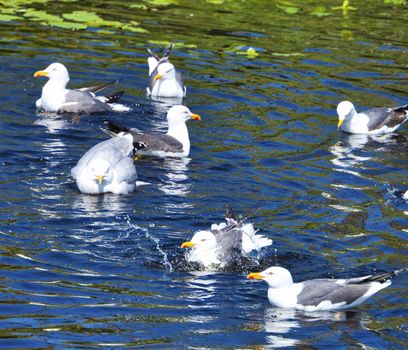 Group ofeuropean herring gull on heligoland - island Dune - cleaning feather in sweet water pond - Larus argentatus