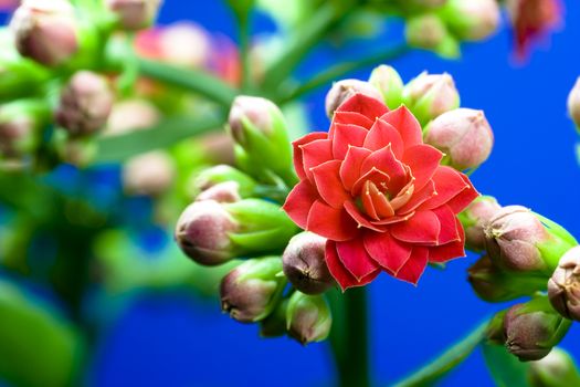 Kalanchoe - red blossom