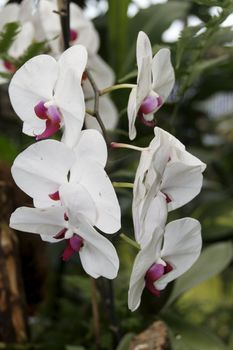 close-up of a orchidee blossom in nature