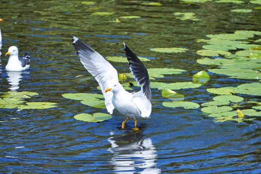 Group ofeuropean herring gull on heligoland - island Dune - cleaning feather in sweet water pond - Larus argentatus