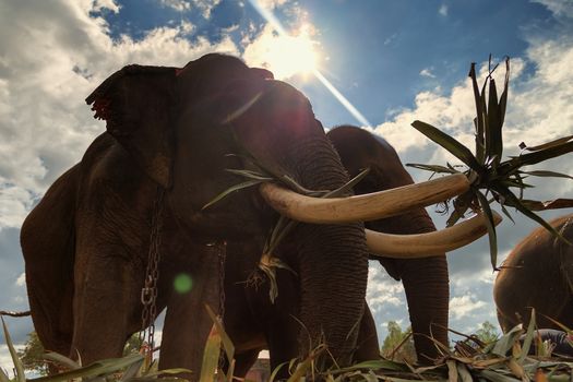 Elephants are eating in the warm sunshine on a bright day.