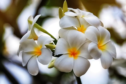 White and yellow frangipani flowers at sunset.