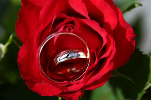 Wedding rings on a bouquet