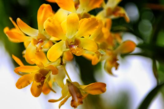 Yellow Orchid in Nature