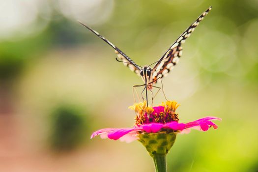 Butterflies keep the nectar from flowers in the beautiful colorful garden.