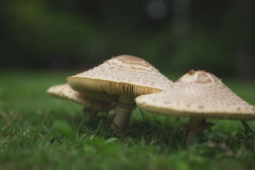 Mushrooms in nature