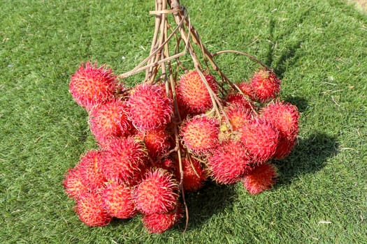 Close up of whole Rambutan. Top view healthy fruits on green lawn. Ready to eat sweet Bali fruit. Fruit is rounded oval single-seeded berry covered with fleshy pliable spinesSelected focus.