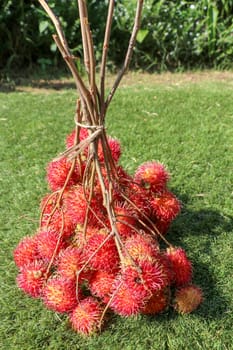 Close up of whole Rambutan. Top view healthy fruits on green lawn. Ready to eat sweet Bali fruit. Fruit is rounded oval single-seeded berry covered with fleshy pliable spinesSelected focus.