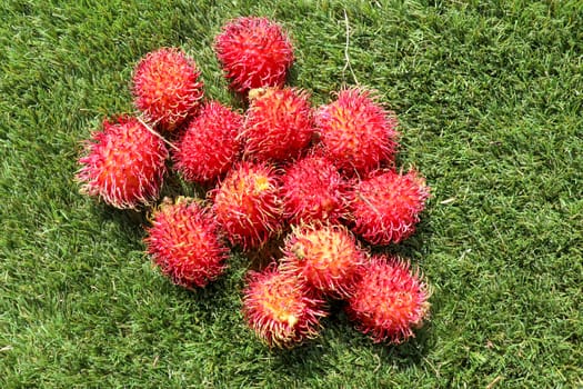 Close up of whole Rambutan. Top view healthy fruits on green lawn. Ready to eat sweet Bali fruit. Fruit is rounded oval single-seeded berry covered with fleshy pliable spinesSelected focus.