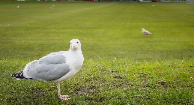 Gulls wandering on the lawn of the Moyne Institute of Preventive Medicine in Dublin, Ireland