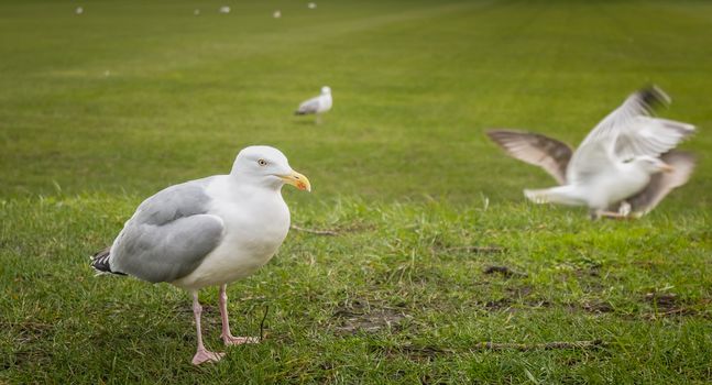 Gulls wandering on the lawn of the Moyne Institute of Preventive Medicine in Dublin, Ireland