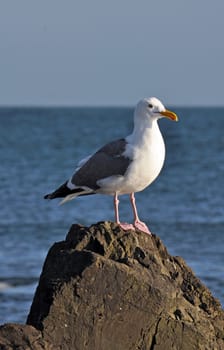 Seagull standing on rock with ocean in background