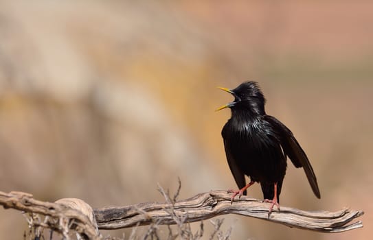 Spotless starling perched on a branch with brown background.