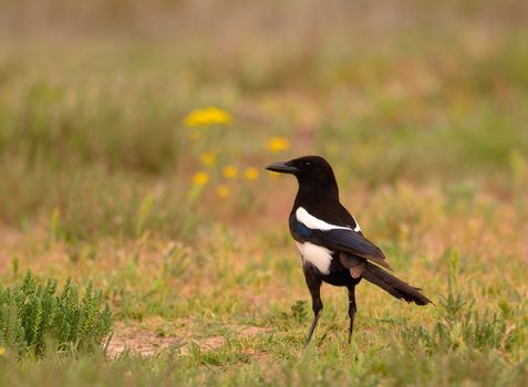 Beautiful Eurasian magpie, European magpie, magpie perching in the field.