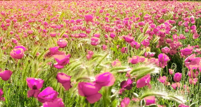 Sunset over field with pink poppies.