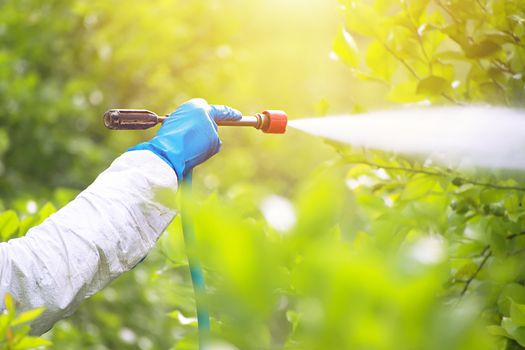 Spray ecological pesticide. Farmer fumigate in protective suit and mask lemon trees. Man spraying toxic pesticides, pesticide, insecticides.