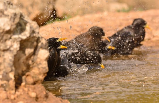 Several spotless starling bathing in a pond in the countryside.