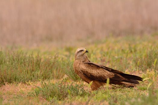 Black kite, Milvus migrans perched in the countryside.