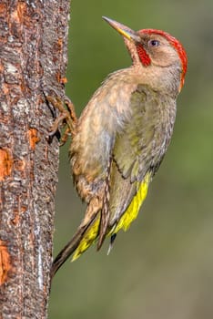 Male european green woodpecker perched on a branch.