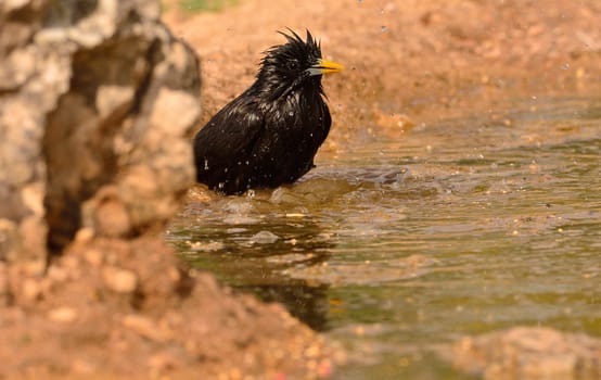 Spotless starling bathing in a pond in the countryside.