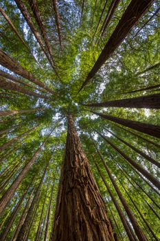 Sequoias in Cabezon de la Sal, Spain. View from below at Natural Monument of the Sequoias Monte Cabezn.