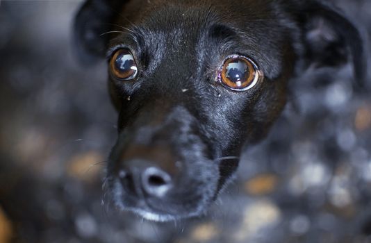 Very sad small dog breed scared of camera staring at his owner with fear, hiding under table