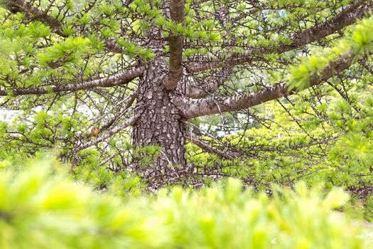 close-up branch and trunk of European silver fir, Abies alba.