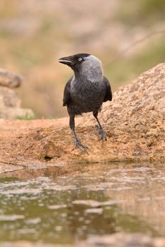 The western jackdaw, Coloeus monedula, also known as the Eurasian jackdaw, is a passerine bird in the crow family.