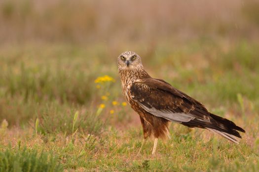 Male western marsh harrier, Circus aeruginosus on meadow background.