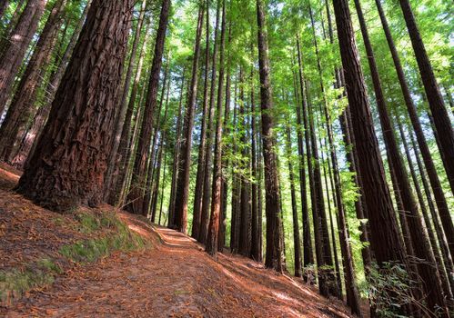 Sequoias in Cabezon de la Sal, Spain. Natural Monument of the Sequoias Monte Cabezn.